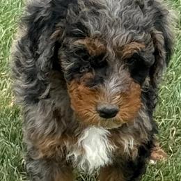 Bernedoodle Puppies from Land of Oz Doodles