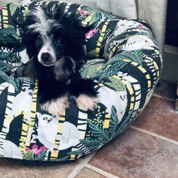 Black and white hairless girl - Black and white female Chinese Crested puppy in Salt Lake City, Utah from Naked & Famous