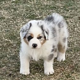 Australian Shepherd Puppies from South Ridge Aussies
