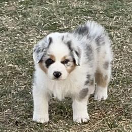 Australian Shepherd Puppies from South Ridge Aussies