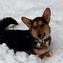 Yota - American Corgi