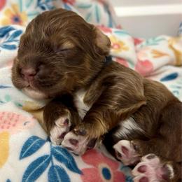 'Penn'sylvania - Black - Brown white and tan male Cocker Spaniel puppy in Inman, South Carolina from Dees Cockers, LLC