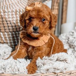MARCIE - Red  female Goldendoodle puppy in Iola, Texas from Supreme Doodles of Texas