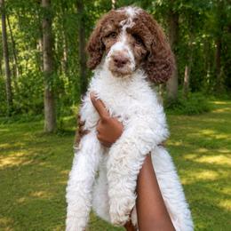 Sally - Parti female Poodle puppy in Dover, Delaware from Dogtastic Poodles