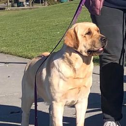 Tass - Labrador Retriever