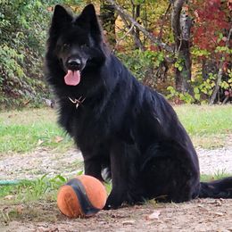 SALAM - German Shepherd