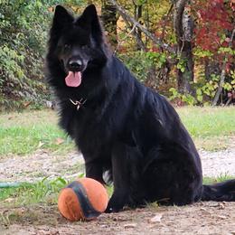 SALAM - German Shepherd