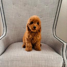 Belly - Red  male Goldendoodle puppy in Miami, Florida from GoldStar Doodles USA