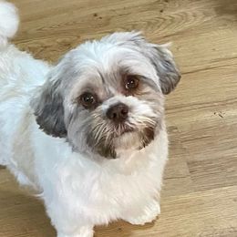 Shihpoos from Hillbilly Acres