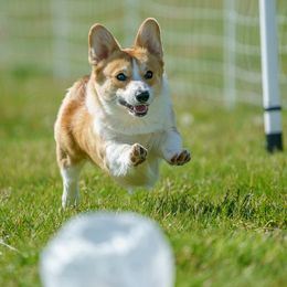 Pembroke Welsh Corgi Puppies from Outlands Corgis