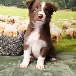 Sir Ritchfield - White and red male Border Collie puppy in Avilla, Indiana from Borderline Kennels