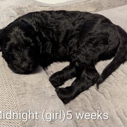 Poppy - Black female Goldendoodle puppy in Vinton, Iowa from Doodles to Love