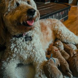 Goldendoodle Puppies from J + A Family Doodles
