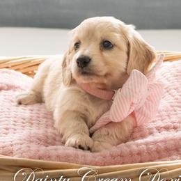Lyra - Cream female Dachshund puppy in South Laurel, Maryland from Dainty Cream Doxies