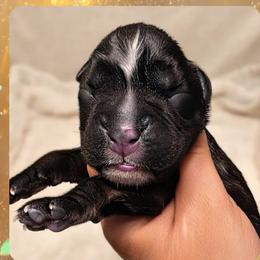 Reverse brindle boy 6 - Brindle male Boxer puppy in Red Boiling Springs, Tennessee from Silver Rain