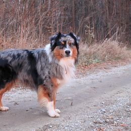 Miniature American Shepherd and Miniature Australian Shepherd All Grown Up from Impression Dogs