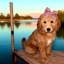 Mya - Apricot female Goldendoodle puppy in Valdosta, Georgia from Designer Doodles of South GA