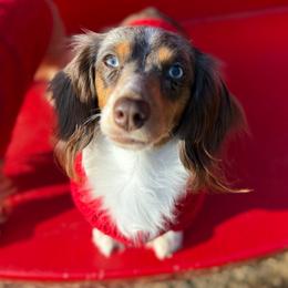 Camry - Dachshund