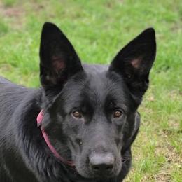 German Shepherds from Brown PND German Shepherds
