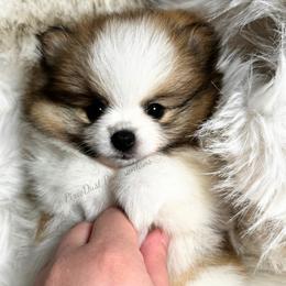 Rose - Cream sable parti female Pomeranian puppy in Richmond, Kentucky from Pixie Dust Pomeranians