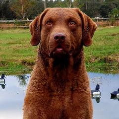 Chesapeake Bay Retrievers from Chesi-Bay
