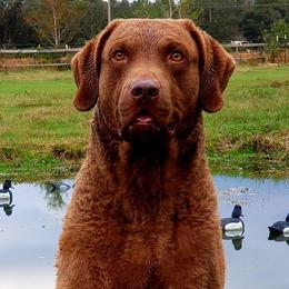 Chesapeake Bay Retrievers from Chesi-Bay