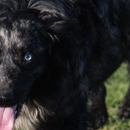 Risky - Australian Shepherd