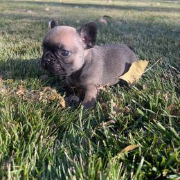 Fawn Sable female (OFA certified parents) - Fawn female French Bulldog puppy in Billings, Montana from Montana Made Frenchies
