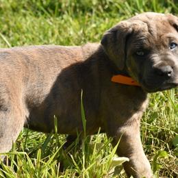 Cane Corso Puppies from Willow Creek Cane Corsos