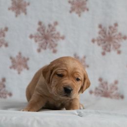 Labrador Retriever Puppies from Sun Ridge Labradors