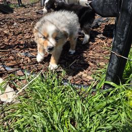 Mercy - Blue merle female Toy Australian Shepherd puppy in Leonard, Texas from Tin Roof Aussies