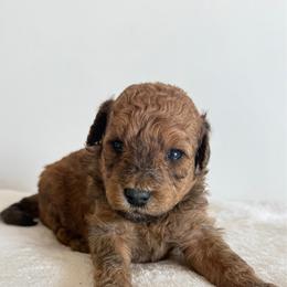 Girl 2 - Red  female Goldendoodle puppy in Valley Farms, Arizona from Gall’s Doodle Ranch