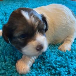 Havanese Puppies from Happy Tail Companions