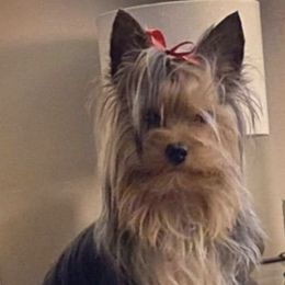 Yorkshire Terriers from Brookhaven Kennels
