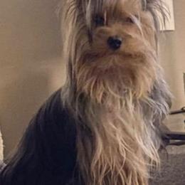 Yorkshire Terriers from Brookhaven Kennels