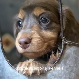 Boy 1 - Chocolate and cream male Dachshund puppy in Marysville, California from Dynasty Empire Kennels