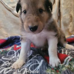 Howie - Sable male Collie puppy in Mattoon, Illinois from Gold Leaf Collies