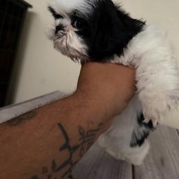 Sisi - Black and white female Shih Tzu puppy in Apple Valley, California from Garcia_shihtzu