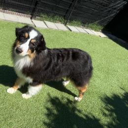 Kali - Black tri-color female Australian Shepherd puppy in Lakewood, California from Cloud Nine Kennel
