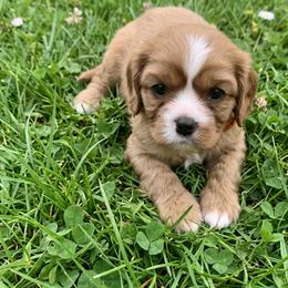 Ranger - Ruby male Cavalier King Charles Spaniel puppy in Pennsylvania from Julie's Cavalier King Charles Spaniels