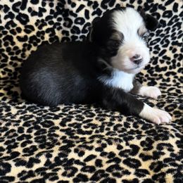 Black Tri 2 - Black tri female Toy Australian Shepherd puppy in Stephenville, Texas from Rockin J Lil Aussies