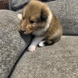 Jack - Sable and white male Collie puppy in Abilene, Texas from Regal Lassie's