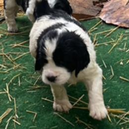 Ricky - Black and white male English Springer Spaniel puppy in Sherwood, Oregon from Cherri's English Springer Spaniels