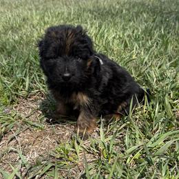 White male - Black and red male German Shepherd puppy in Herrick, South Dakota from Dakota Shepherds Kennels