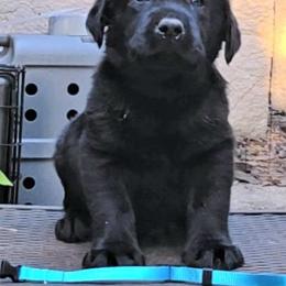 Male 3 - Yellow male Labrador Retriever puppy in Andrews, South Carolina from Leyland Cypress Retrievers