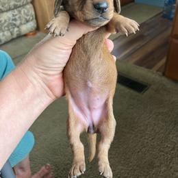 Jenny - Red female Dachshund puppy in Brave, Pennsylvania from Maple Moon Mini Dachshunds