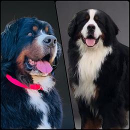 Bernese Mountain Dog puppies from Bunn Ranch Goldens & Bernese