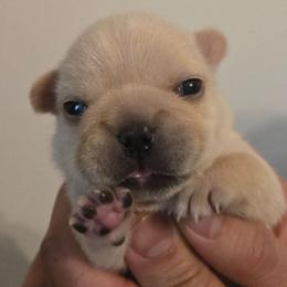 Honey - Fawn female French Bulldog puppy in Okmulgee, Oklahoma from Diamond Dreams French Bulldogs
