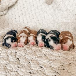 Cavalier King Charles Spaniel and Great Pyrenees Puppies from Windy Pines Ranch