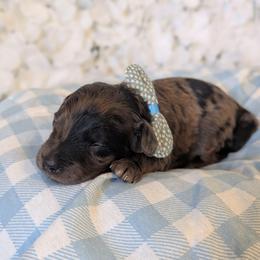 Ned - Merle male Goldendoodle puppy in Rockledge, Florida from Bellady's Shihpoos